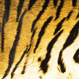 Шкура тигра 4445530